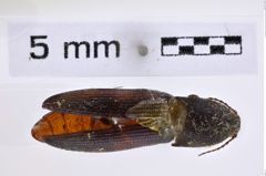Foto (Dorsalansicht) von Melanotus pseudoarctus (Platia & Schimmel, 2001) (NHMW-ZOO-COL-0007655)